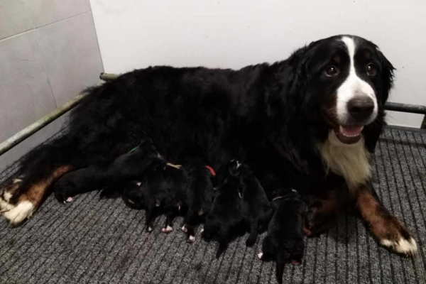 Berner sennen pups