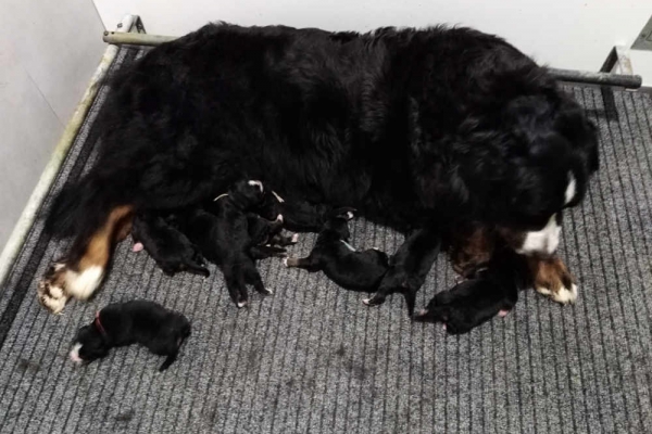 Berner sennen pups