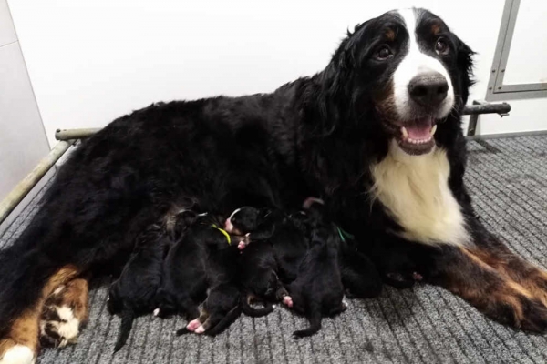 Bernese Mountaindog puppies